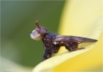 Fruehe_Buckelblasenkopffliege-Myopa_tessellatipennis.jpg