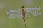 Fruehe_Heidelibelle-2013.jpg