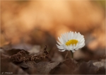Gaensebluemchen-Bellis_perennis.jpg