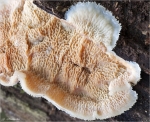 Gallertfleischiger_Faeltling.jpg