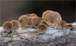 Gallertfleischiges_Stummelfuesschen-Crepidotus_mollis.jpg
