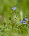 Gamander_Ehrenpreis-Veronica_chamaedrys.jpg