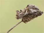 Gammaeule-Autographa_gamma-28_07_2017.jpg