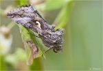 Gammaeule-Autographa_gamma.jpg