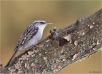 Gartenbaumlaeufer-Oktober_2015-short-toed_treecreeper.jpg