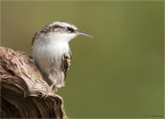 Gartenbaumlaeufer-Oktober_2015-short_toed_treecreeper.jpg