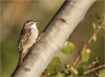 Gartenbaumlaeufer-short-toed_treecreeper-01_10_2015.jpg