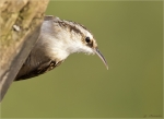 Gartenbaumlaeufer-short-toed_treecreeper-24_10_2015.jpg