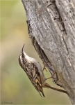 Gartenbaumlaeufer-short-toed_treecreeper-24_Oktober_2015.jpg