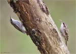 Gartenbaumlaeufer-short-toed_treecreeper-Oktober_2015.jpg