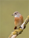 Gartenrotschwanz-Septemebr_2015-common_redstart.jpg