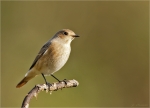 Gartenrotschwanz-common_redstart-17_09_2017-weiblich.jpg