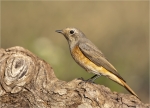 Gartenrotschwanz-common_redstart-maennlich-11_08_2015.jpg