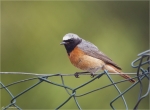 Gartenrotschwanz-common_redstart-maennlich-Juni_2015.jpg