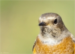 Gartenrotschwanz-common_redstart-maennlich-Portrait.jpg