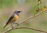 Gartenrotschwanz-common_redstart-maennlich.jpg