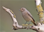 Gartenrotschwanz-common_redstart-weiblich-September_2015.jpg