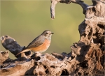 Gartenrotschwanz-maennlich-20_09_2015-common_redstart.jpg