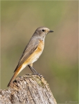 Gartenrotschwanz-maennlich-common_redstart-2015.jpg