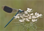 Gebaenderte_Prachtlibelle-Calopteryx_splendens-2014.jpg