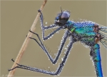 Gebaenderte_Prachtlibelle-Calopteryx_splendens-Portrait.jpg