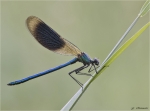Gebaenderte_Prachtlibelle-Calopteryx_splendens-maennlich-01_06_2017.jpg