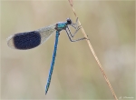 Gebaenderte_Prachtlibelle-Calopteryx_splendens-maennlich.jpg