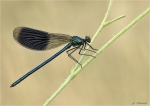 Gebaenderte_Prachtlibelle-Calopteryx_splendens-male-09_07_2019.jpg