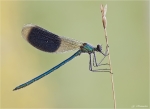 Gebaenderte_Prachtlibelle-Maennchen.jpg