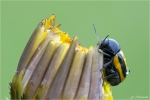 Gebaenderter_Fallkaefer-Cryptocephalus_vittatus.jpg