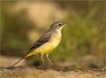 Gebirgsstelze-01_09_2017-Motacilla_cinerea.jpg