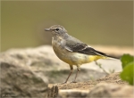 Gebirgsstelze-20_09_2016-grey_wagtail.jpg