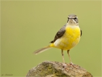 Gebirgsstelze-22__Maerz_2017-grey_wagtail.jpg