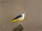 Gebirgsstelze-Januar_2016-grey_wagtail.jpg