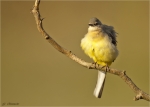Gebirgsstelze-Motacilla_cinerea-01_09_2017.jpg