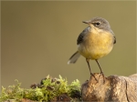 Gebirgsstelze-Motacilla_cinerea-07_09_2017.jpg