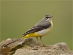 Gebirgsstelze-Motacilla_cinerea-22_03_2017.jpg