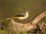 Gebirgsstelze-Motacilla_cinerea-23_09_2017.jpg