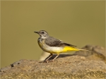Gebirgsstelze-Motacilla_cinerea-26_06_2017.jpg