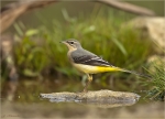 Gebirgsstelze-Motacilla_cinerea-29_09_2017.jpg