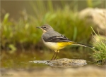 Gebirgsstelze-Motacilla_cinerea-Jungvogel_im_Winterkleid-2017.jpg