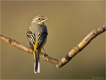 Gebirgsstelze-Motacilla_cinerea-Jungvogel_im_Winterkleid-2017~0.jpg