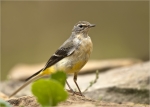 Gebirgsstelze-September_2016-grey_wagtail.jpg