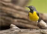 Gebirgsstelze-grey_wagtail-03_05_2020.jpg