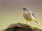Gebirgsstelze-grey_wagtail-10_01_2015.jpg