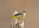 Gebirgsstelze-grey_wagtail-10_01_2016.jpg