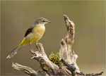 Gebirgsstelze-grey_wagtail-16_09_2019.jpg