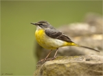 Gebirgsstelze-grey_wagtail-22_03_2017.jpg