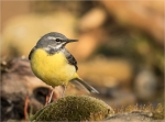 Gebirgsstelze-grey_wagtail-25_03_2018.jpg