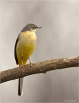 Gebirgsstelze-grey_wagtail-28_01_2016.jpg